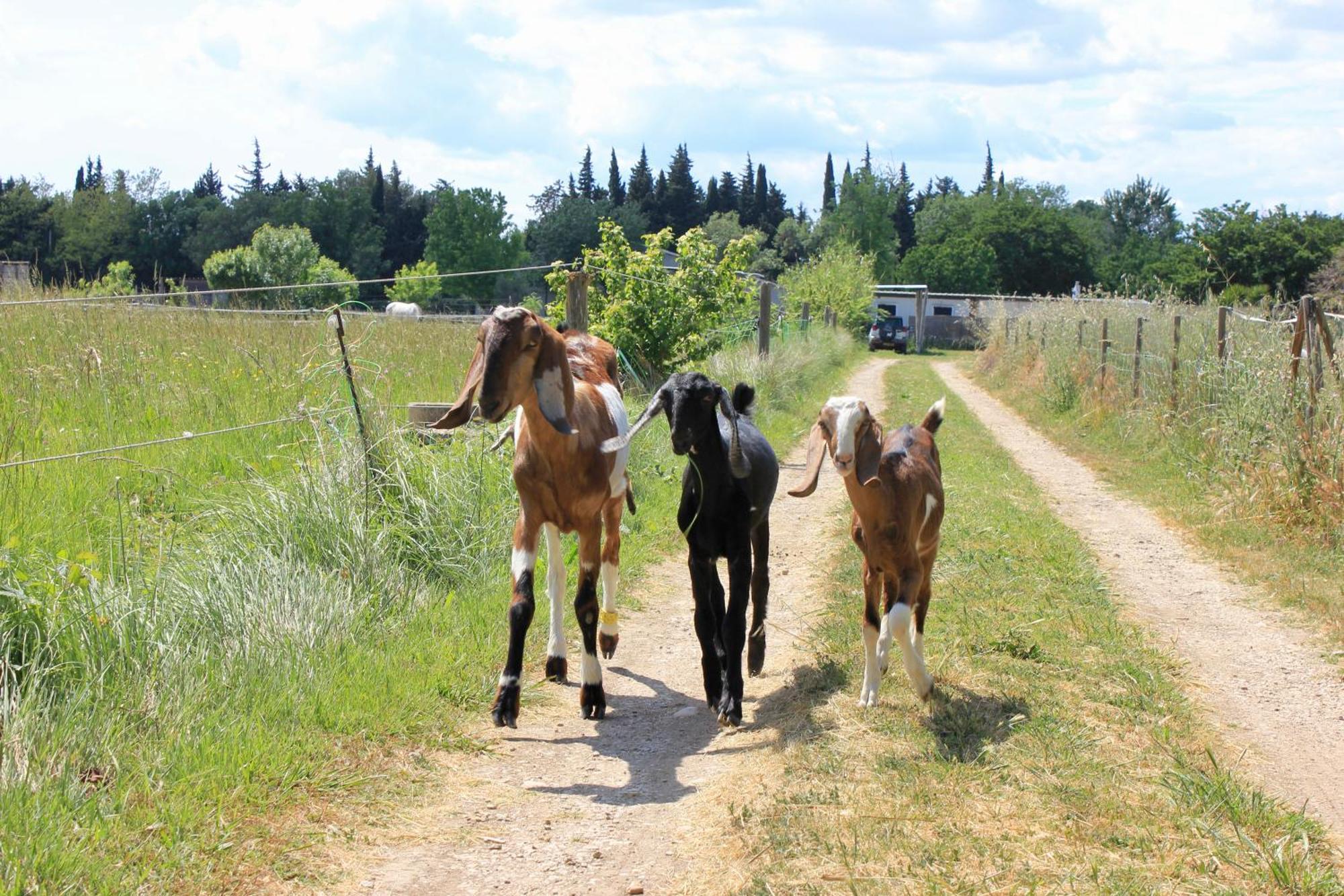 Lobilum En Camargue Villa แซ็ง-มาร์ตอง-เดอ-ครูว์ ภายนอก รูปภาพ